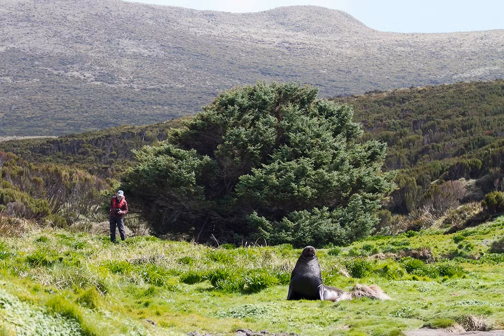 Hòn đảo Campbell cách đất liền New Zealand hơn 600 km về phía Nam. Trên hòn đảo không người ở này, cây cô đơn nhất thế giới - cây vân sam sitka (Picea sitchensis) được các nhà khoa học tin rằng có thể giúp giải mã bí ẩn về biến đổi khí hậu.