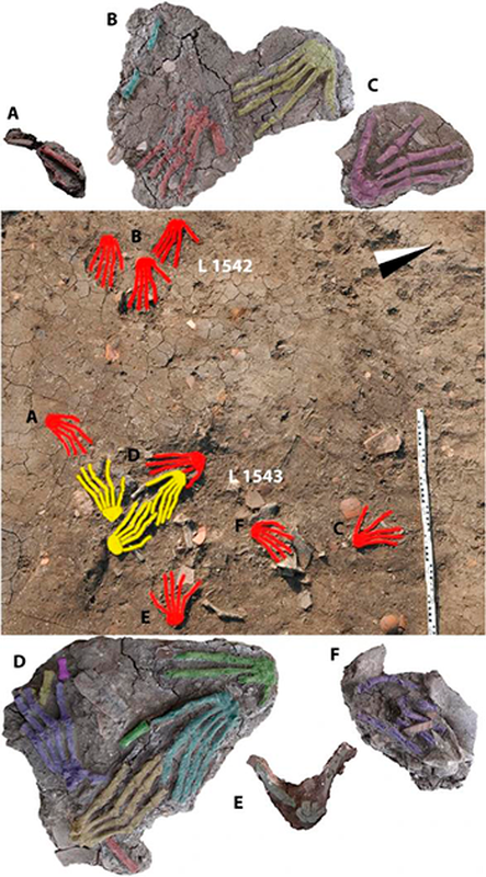 "Truyền thống" chặt tay kẻ thù đã được nhắc đến trong nhiều văn bản, tài liệu của người Ai Cập cổ đại. Tuy nhiên, đây là lần đầu tiên các nhà khảo cổ tìm thấy bằng chứng là 12 bàn tay người chứng minh tập tục này thực sự từng được thực hiện.