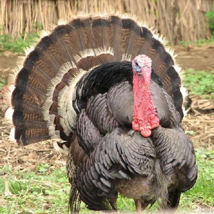 Mot so hinh anh thu vi ve loai dong vat ngoc nghech nhat the gioi-Hinh-4