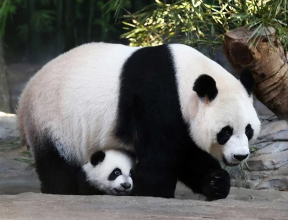 Mot so hinh anh thu vi ve loai dong vat ngoc nghech nhat the gioi-Hinh-5