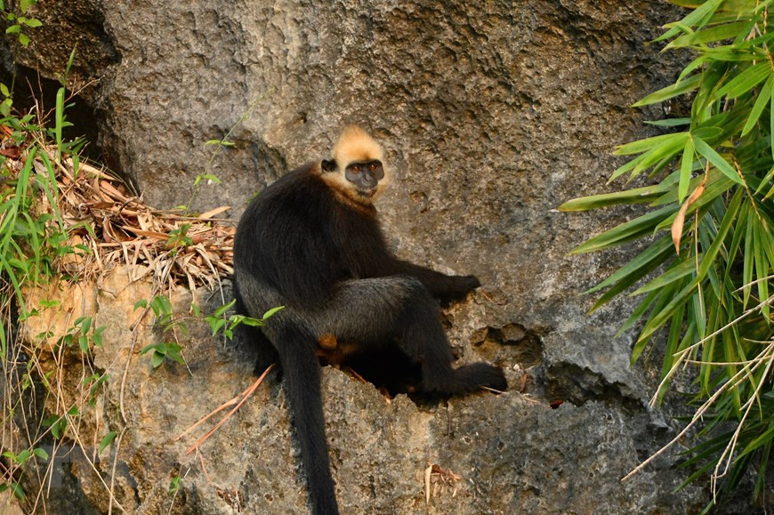 Theo Tổ chức Bảo tồn động thực vật hoang dã quốc tế (FFI), voọc Cát Bà là một trong những loài động vật ở Việt Nam xếp vào mức “Cực kỳ nguy cấp toàn cầu”.