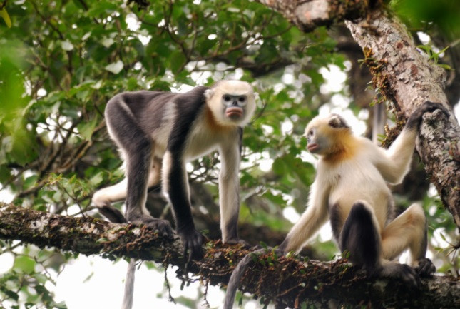 Do vậy, voọc mũi hếch là loài động vật cực kỳ quý hiếm, là một trong 25 loài linh trưởng cực kỳ nguy cấp của thế giới đang bị đe dọa tuyệt chủng bởi nạn săn bắt trái phép và môi trường sống bị thu hẹp do diện tích rừng bị tàn phá.