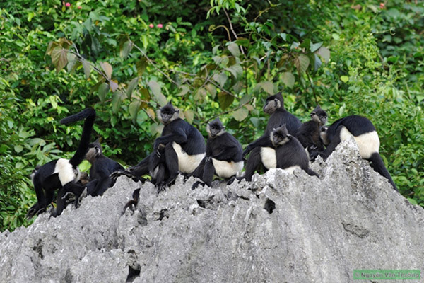 Theo Hội Bảo vệ Động vật Frankfurt (Đức), tại Việt Nam, số lượng voọc mông trắng chỉ còn khoảng 200 cá thể. Chúng được phân bố ở 18 điểm tách biệt nhau thuộc các tỉnh: Ninh Bình, Hà Nam, Hòa Bình và Thanh Hóa. Hiện nay voọc mông trắng được tập trung bảo tồn ở 3 nơi: Khu bảo tồn thiên nhiên đất ngập nước Vân Long, Vườn quốc gia Cúc Phương (Ninh Bình) và Khu bảo tồn loài và sinh cảnh voọc mông trắng Kim Bảng (Hà Nam).