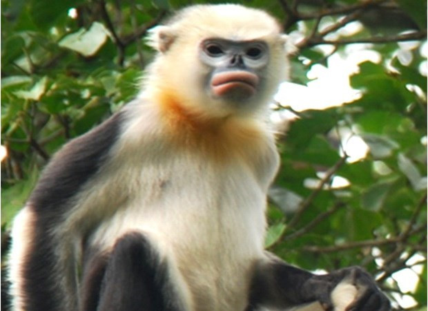 Voọc mũi hếch là một trong những loài linh trưởng quý hiếm nhất trên thế giới và hiện chỉ còn khoảng 200 cá thể. Trong số đó có khoảng 160 cá thể đang sinh sống ở vùng rừng núi Hà Giang.