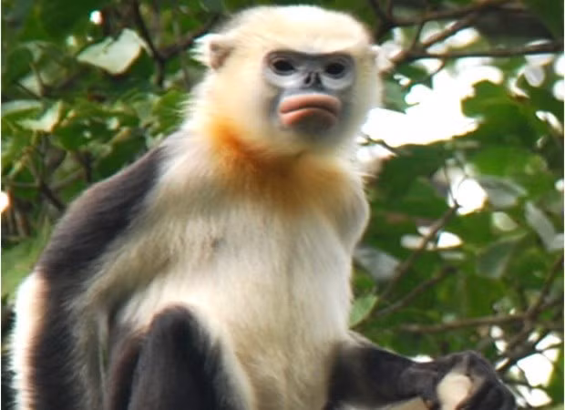 Voọc mũi hếch là một trong những loài linh trưởng quý hiếm nhất trên thế giới và hiện chỉ còn khoảng 200 cá thể. Trong số đó có khoảng 160 cá thể đang sinh sống ở vùng rừng núi Hà Giang.