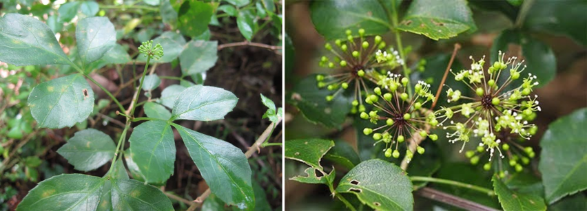 Vào năm 2020, Ban quản lý Khu Bảo tồn thiên nhiên (BTTN) Pù Hoạt công bố kết quả nghiên cứu cho thấy 10 loài cây dược liệu quý có nguy cơ tuyệt chủng. Trong số này, 2 loài là Ngũ gia bì gai (Acanthopanax trifoliatus) (trong ảnh) và Lan kim tuyến (Anoectochilus setaceus Blume) ở mức Nguy cấp (EN).