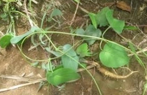 Ở mức Sẽ nguy cấp (VU) có 8 loài là gồm: Khôi tía, Đẳng sâm, Hoàng tinh cách, Hà thủ ô đỏ, Du sam núi đất, Ba gạc vòng, Ba gạc cam bốt và Hồi nước. Đây cũng là các loài cây thuốc quý đang bị người dân khai thác mạnh.