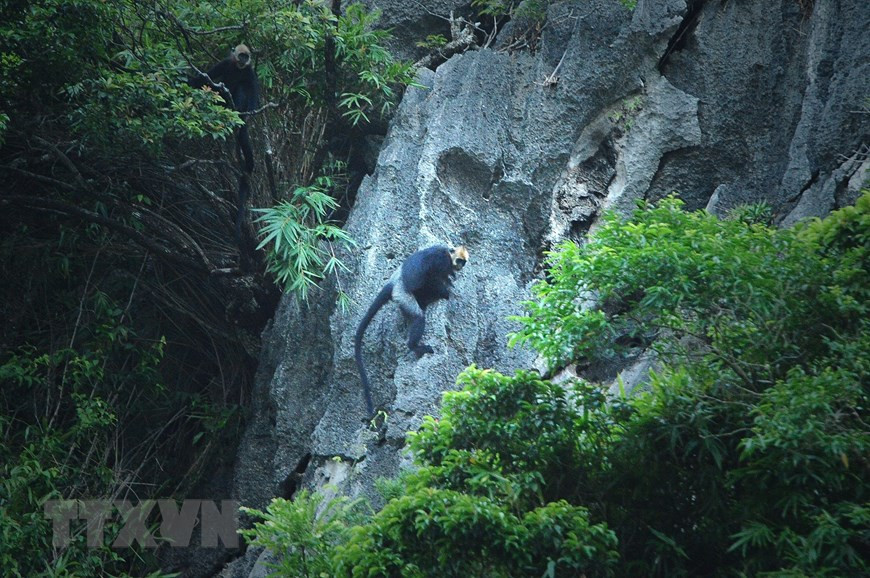 Chỉ tồn tại trên quần đảo Cát Bà, đàn voọc Cát Bà có khoảng 70 cá thể. Đây là loài nằm trong Sách đỏ Việt Nam và Danh mục đỏ của Tổ chức Bảo tồn thiên nhiên quốc tế, có nguy cơ tuyệt chủng cao nhất thế giới. Chúng có đặc trưng là lông tóc trên đầu có màu vàng.