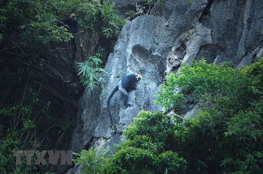 Chỉ tồn tại trên quần đảo Cát Bà, đàn voọc Cát Bà có khoảng 70 cá thể. Đây là loài nằm trong Sách đỏ Việt Nam và Danh mục đỏ của Tổ chức Bảo tồn thiên nhiên quốc tế, có nguy cơ tuyệt chủng cao nhất thế giới. Chúng có đặc trưng là lông tóc trên đầu có màu vàng.