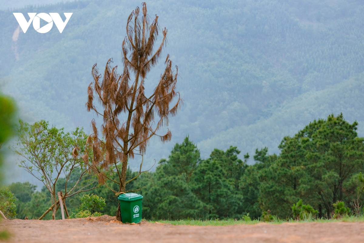 Hiện tại, trên đồi Phượng Hoàng đã có những nhà vệ sinh lưu động cũng như thùng rác để phục vụ du khách. Du khách không thể tự chạy xe lên đỉnh đồi hoàn toàn có thể tìm được dịch vụ xe ôm chở lên tận nơi chỉ với giá 50 – 100 nghìn.