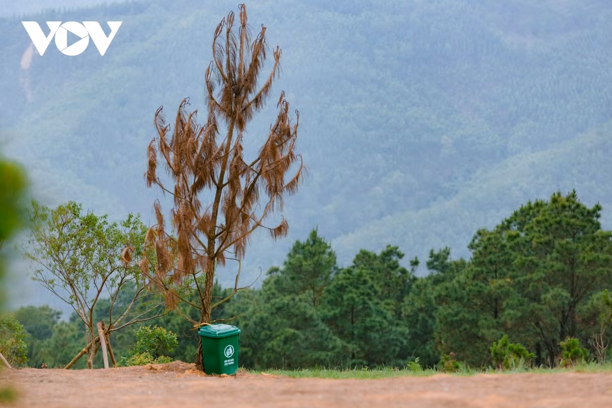 Hiện tại, trên đồi Phượng Hoàng đã có những nhà vệ sinh lưu động cũng như thùng rác để phục vụ du khách. Du khách không thể tự chạy xe lên đỉnh đồi hoàn toàn có thể tìm được dịch vụ xe ôm chở lên tận nơi chỉ với giá 50 – 100 nghìn.