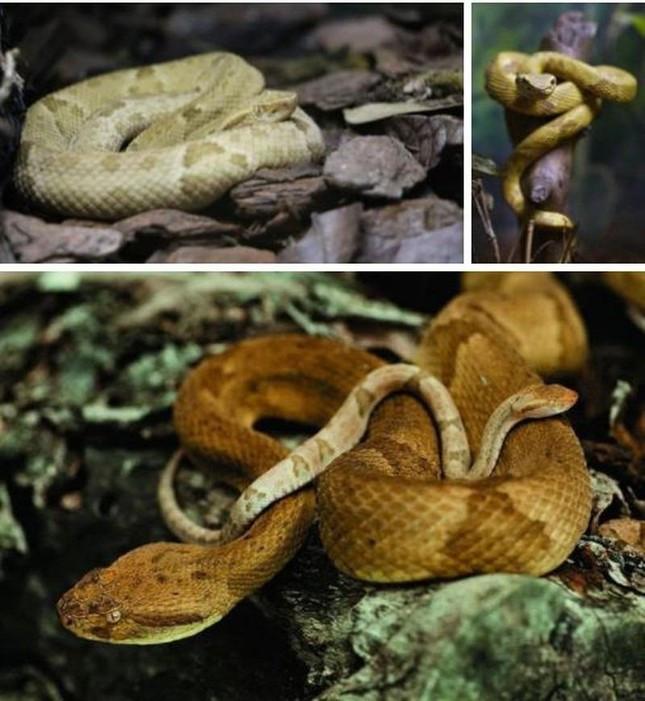 Đặc biệt, đảo Ilha de Queimada là nơi phân bố rắn rắn hổ lục đầu vàng (golden lancehead viper). Đây là một trong những loài rắn độc nhất thế giới, dễ gây tử vong.