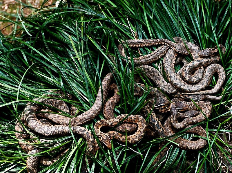 Chỉ có lực lượng Hải quân, những chuyên gia, nhà nghiên cứu hoặc nhà quay phim được chính phủ cho phép mới được phép tới đảo Rắn.