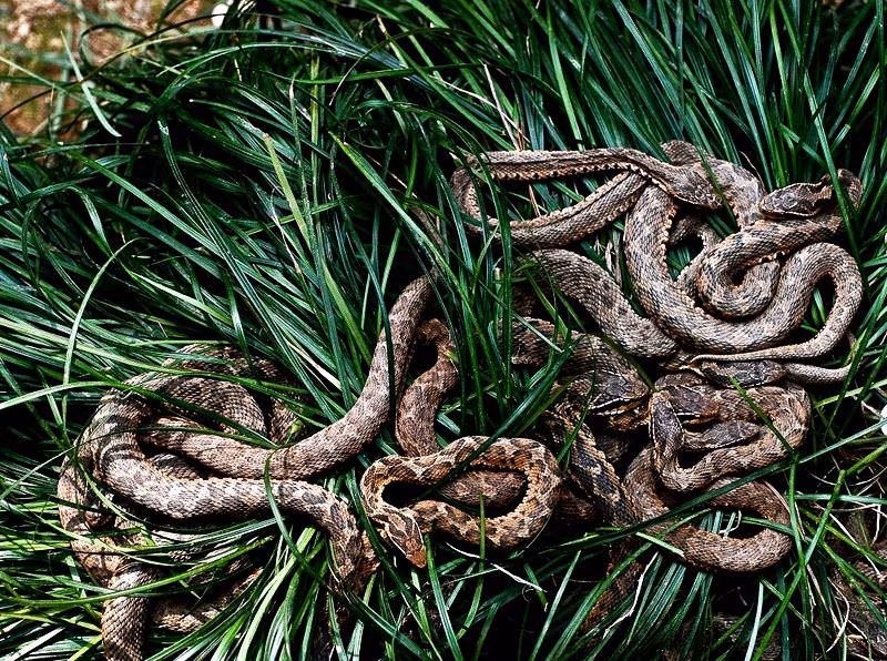 Chỉ có lực lượng Hải quân, những chuyên gia, nhà nghiên cứu hoặc nhà quay phim được chính phủ cho phép mới được phép tới đảo Rắn.