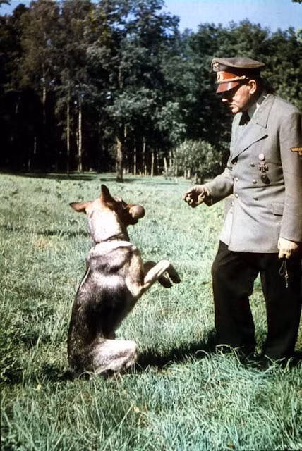 Hitler không ngần ngại thể hiện tình yêu thương với Blondi khi ôm, hôn, dỗ dành chó cưng. Thậm chí, ông còn cho Blondi tham gia khóa huấn luyện đặc biệt và để thú cưng của mình "khoe" những kỹ năng đặc biệt. Một số người làm việc tại tư dinh của Hitler nhận thấy trùm phát xít không ngần ngại thể hiện tình cảm yêu thương với chó cưng của mình.