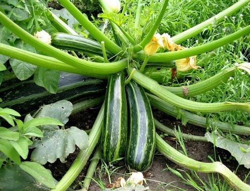 6 loai rau cu rat thich hop de trong trong vuon nha-Hinh-4