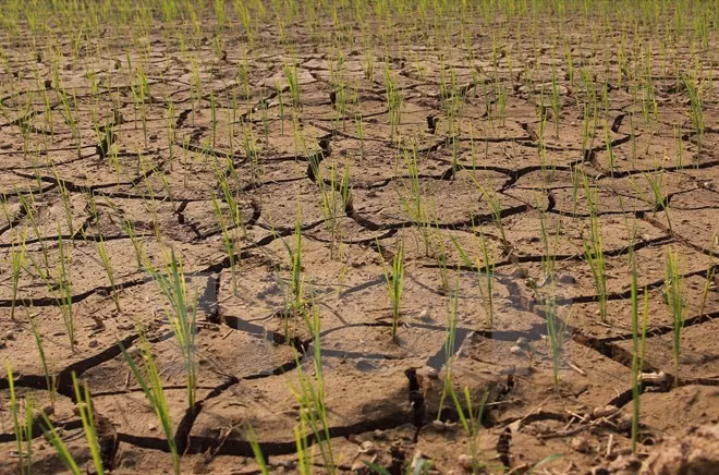 Vào ngày 11/5/2023, đại diện của NOAA cho biết có 90% El Nino sẽ xảy ra trong năm 2023 và kéo dài tới mùa Đông ở Bắc bán cầu. Theo dự đoán của NOAA, 80% khả năng El Nino ở mức độ vừa với nhiệt độ bề mặt đại dương tăng 1 độ C và 55% khả năng El Nino diễn biến mạnh với nhiệt độ bề mặt đại dương tăng 1,5 độ C.