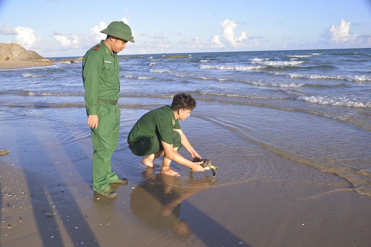 Biết đồi mồi là động vật quý hiếm nên anh Hồ Chí Bảo đến Đồn Biên phòng Phước Thuận trình báo và ban giao cá thể đồi mồi bắt được vào chiều cùng ngày.