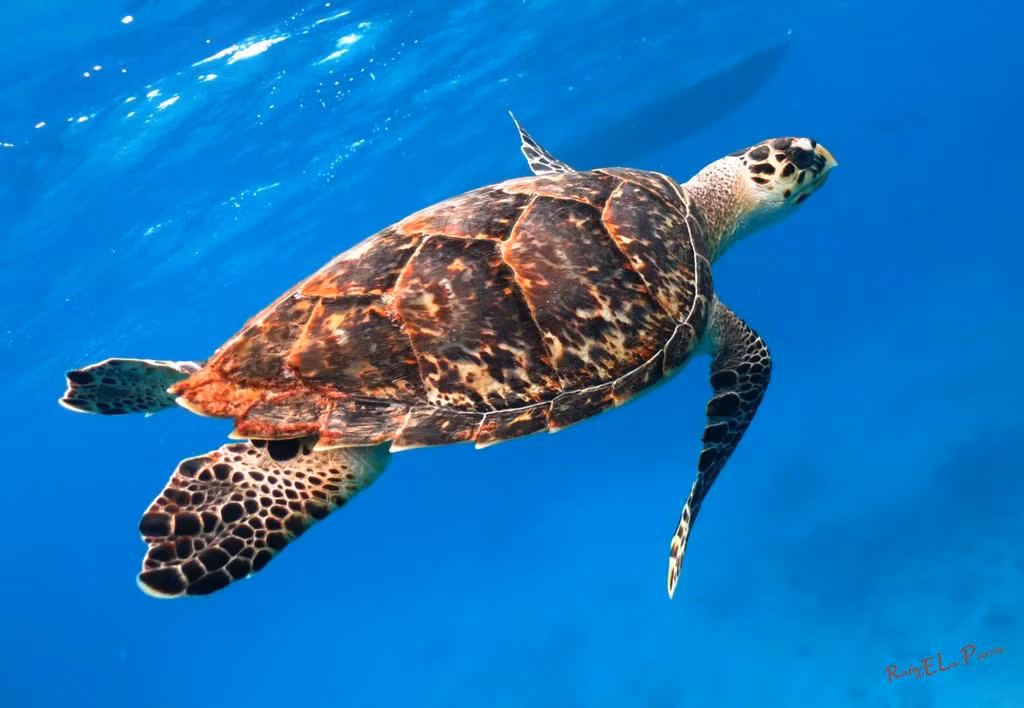 Theo Công ước CITES, đồi mồi là loài động vật đặc biệt quý hiếm, thuộc nhóm nguy cấp trong danh sách các loài bị đe dọa tuyệt chủng, cấm mọi hành vi mua bán, vận chuyển.