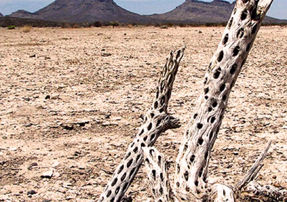 Những sự việc này khiến "Vùng im lặng" trở thành vùng đất huyền bí nổi tiếng Mexico cũng như thế giới. Dù các nhà khoa học nỗ lực giải mã những bí ẩn xảy ra tại địa điểm này nhưng đến nay vẫn chưa tìm ra lời giải.