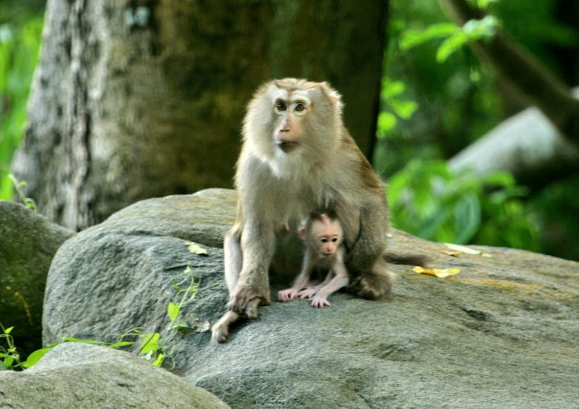 Khỉ đuôi lợn có tên khoa học là Macaca leonina (bộ linh trưởng), là một trong những loài lớn nhất trong họ nhà khỉ.