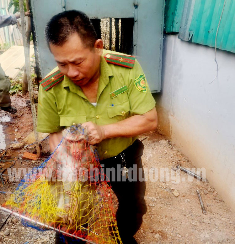 Cá thể khỉ đuôi lợn được gia đình ông Thượng nuôi dưỡng. Qua báo đài, ông biết đây loài khỉ này thuộc danh mục động vật rừng nguy cấp, quý hiếm nên đã chủ động liên hệ với Chi cục Kiểm lâm tỉnh để giao nộp.