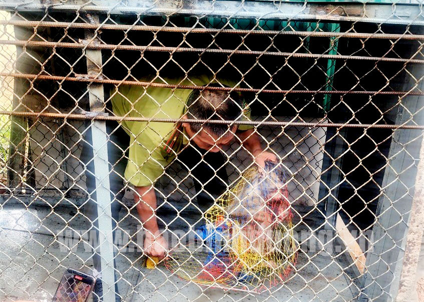 Vào sáng ngày 12/5, Chi cục Kiểm lâm tỉnh cho biết Bình Dương đã tiếp nhận 2 cá thể khỉ đuôi lợn do người dân tự nguyện giao nộp. Trong đó, một cá thể do ông Trịnh Thế Thượng (ngụ phường Mỹ Phước, TX.Bến Cát) giao nộp.