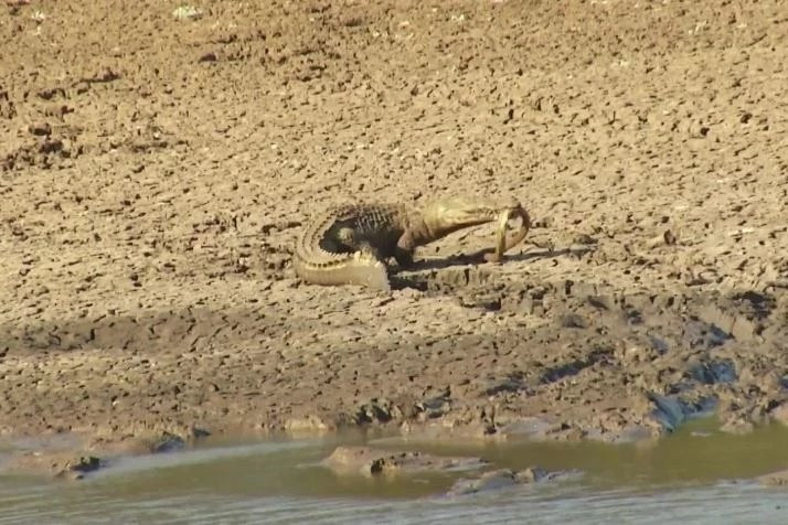 Ran mamba den bo mang khi doi dau voi ca sau