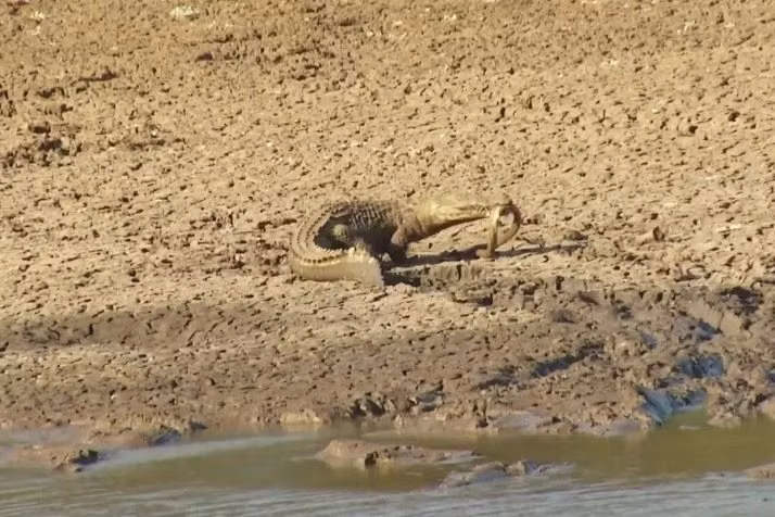 Ran mamba den bo mang khi doi dau voi ca sau