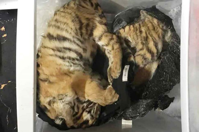 Lĩnh 66 tháng tù giam do tàng trữ 5 cá thể hổ, 10kg pháo - Hình 2 Linh 66 thang tu giam do tang tru 5 ca the ho, 10kg phao-Hinh-2