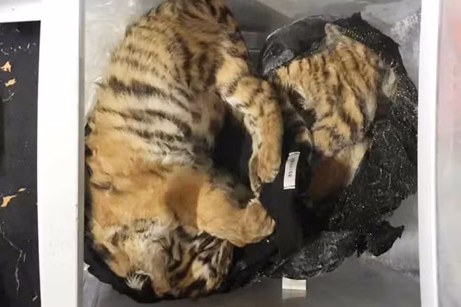 Lĩnh 66 tháng tù giam do tàng trữ 5 cá thể hổ, 10kg pháo - Hình 2 Linh 66 thang tu giam do tang tru 5 ca the ho, 10kg phao-Hinh-2