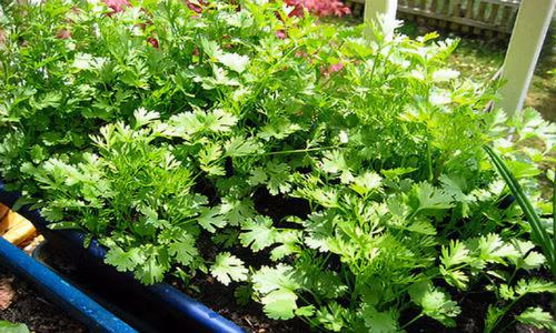 Nhung loai rau xanh co kha nang tri mun 'than ky'