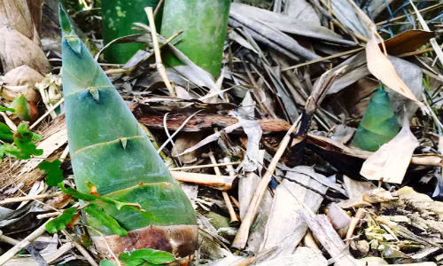 Cach che bien mang tuoi vua ngon va khong con doc hai