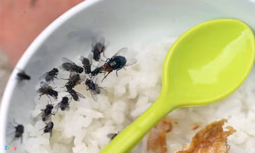 Nguy hiem de doa suc khoe khi phai song chung voi ruoi