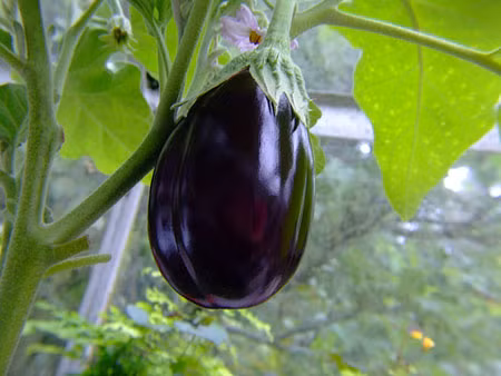 Tuy nhiên cà tím là thực phẩm rất hút dầu ăn, vì thế trước khi nấu nên ngâm với một chút muối để làm giảm khả năng này của cà, sẽ có lợi cho sức khỏe, giảm mỡ máu hiệu quả. Ảnh:phununet.