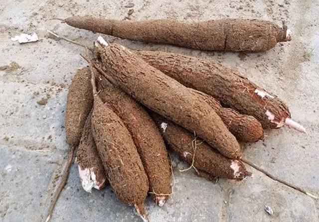 Vỏ sắn: Khi ăn phải vỏ sắn bạn có nguy cơ ngộ độc acid hydrocyanic có thể khiến bải hoải chân tay, buồn nôn, chóng mặt, rối loạn hô hấp, loạn tim mạch...Ảnh: Dân việt.