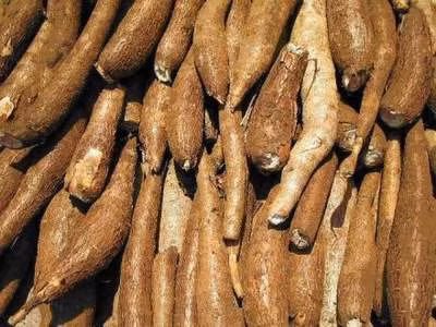 Để tránh bị ngộ độc sắn, trước khi ăn phải bóc sạch vỏ, ngâm vào nước gạo để loại bỏ độc tố. Cắt bỏ hai đầu phần chứa nhiều độc tố, không nên ăn sắn lúc đói sẽ dễ bị ngộ độc. Nếu thấy sắn có vị đắng cần phải bỏ đi. Không nên nướng sắn khi còn nguyên vỏ. Ảnh: Sống khỏe.