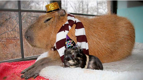 Chồn Gary – 50,8 kg. Với trọng lượng 50,8 kg, Gary trở thành chú chuột lang Nam Mỹ lớn nhất thế giới. Chú được nhận nuôi bởi một cặp đôi sống tại Texas. Gary rất thích bơi lội và dành phần lớn thời gian dưới nước khiến cho chủ của chú phải xây hẳn một phần bể bơi riêng.