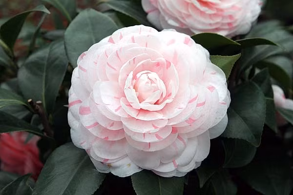 Nó đặc biệt nổi tiếng với nồng độ cao của Vitamin E và polyphenol, có khả năng dễ hấp thụ nhanh chóng vào da mà không bịt kín các lỗ chân lông.