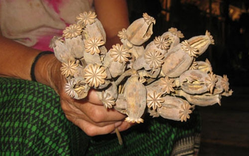 Nếu dùng rượu ngâm cây thuốc phiện với nồng độ đậm đặc và quá liều có thể gây ngộ độc dẫn đến chết người. Còn lạm dụng loại rượu này có thể gây ảnh hưởng đến gan, thận, kèm theo đó các bệnh về tim, mạch ...