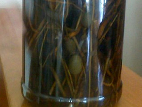 Rượu ngâm thuốc phiện. Theo nhiều người, loại rượu được ngâm với các loại thân, rễ, lá của cây thuốc phiện không lạ và được gọi là “rượu 138”. Loại rượu này dân nhậu kháo nhau có tác dụng không thua gì Viagra, giúp tăng cường sinh lực đàn ông.