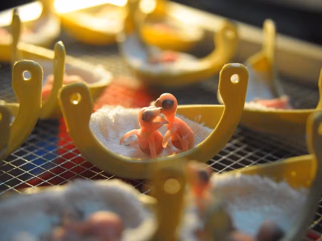 Yến mới sinh, cũng phân biệt con trống và con cái để “bắt cặp” từ bé, và “cặp đôi” này rất chung thủy.