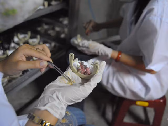 Chim yến con được ấp nhân tạo, trứng hầu như được thu từ “yến đảo”. Khi mới sinh, chim nhân tạo được tập sống trong mô hình như thật.