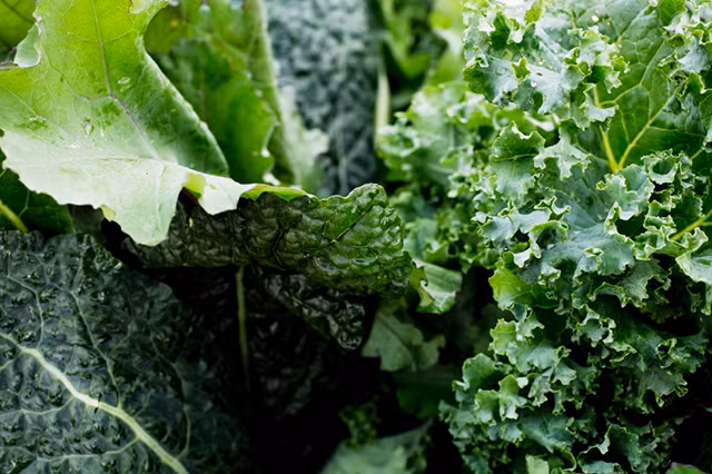 Rau lá xanh đậm. Ăn nhiều rau có lá màu xanh đậm chẳng hạn như rau muống, rau ngót, rau đay, cải ngọt, súplơ xanh, cải xoăn… sẽ giảm thiểu được nguy cơ ung thư ác tính. Những loại rau này đều rất giàu vitamin và khoáng chất, và các hoạt chất sinh học như lutein, vitamin C và E, chất chống ôxy hóa, axit folic, chất xơ.