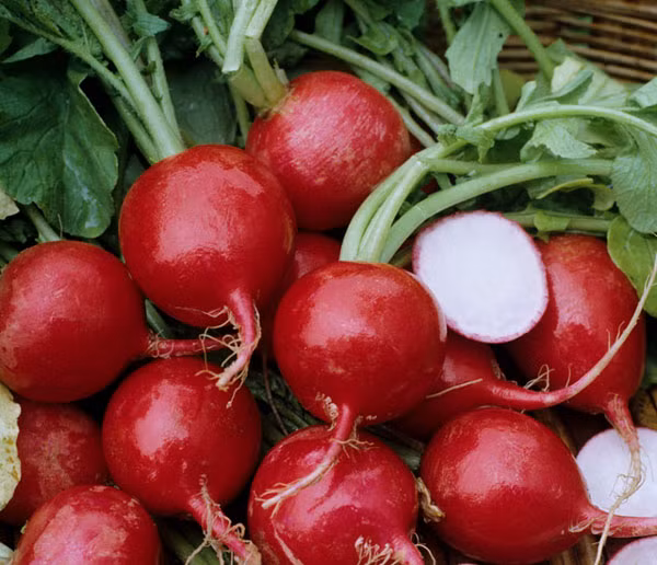 Củ cải đường. Củ cải đường chứa nhiều thành phần enzym tự nhiên và lượng lớn nước có thể giúp loại bỏ các tế bào chết dễ dàng và những hắc tố của môi.