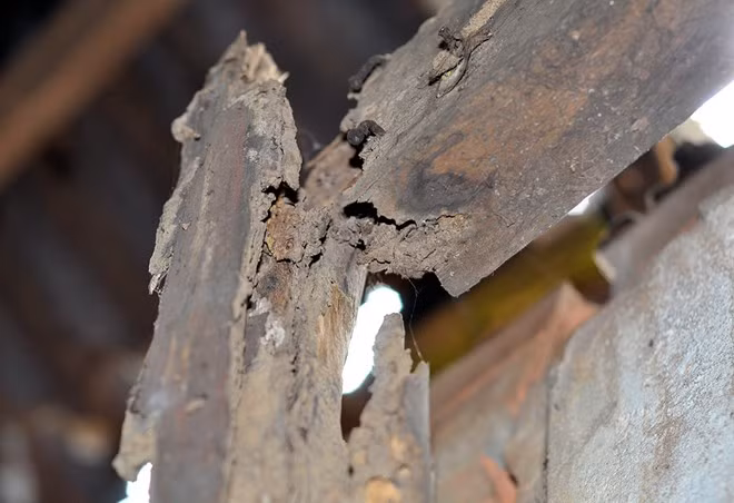 Cột, kèo bằng gỗ trong nhà bà Thanh bị mối mọt ăn mục hết.