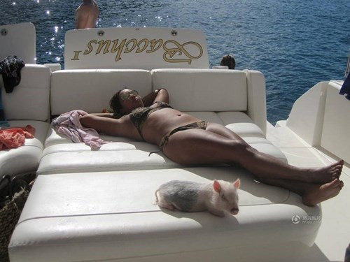 Đến nay, Ziggy đã 5 tuổi và nặng tới 115kg. Chú lợn này được "bố mẹ nuôi" hết sức cưng chiều và thường xuyên được đi du lịch vòng quanh nước Mỹ trên phi thuyền hạng sang, thậm chí phi cơ riêng.