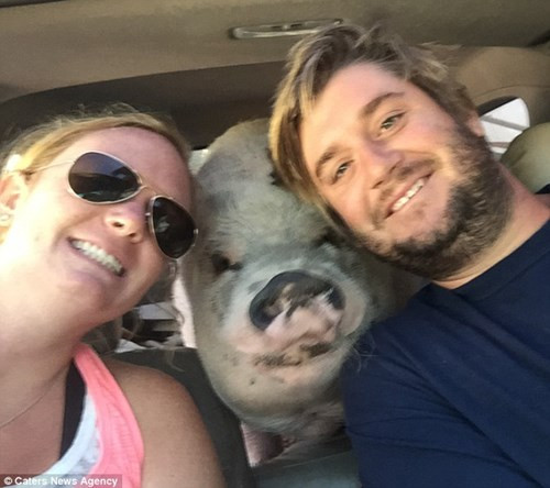 Đôi vợ chồng thậm chí còn quyết định nghỉ việc để đưa Ziggy đi du lịch vòng quanh nước Mỹ.