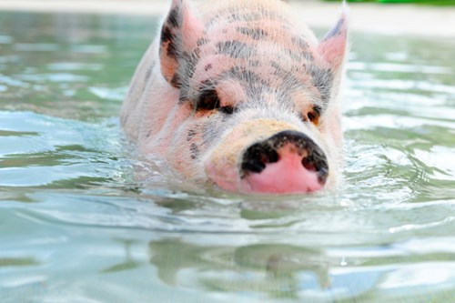 Ziggy được coi là "ngôi sao" của vịnh Cruz và được người dân ở đây rất yêu quý.