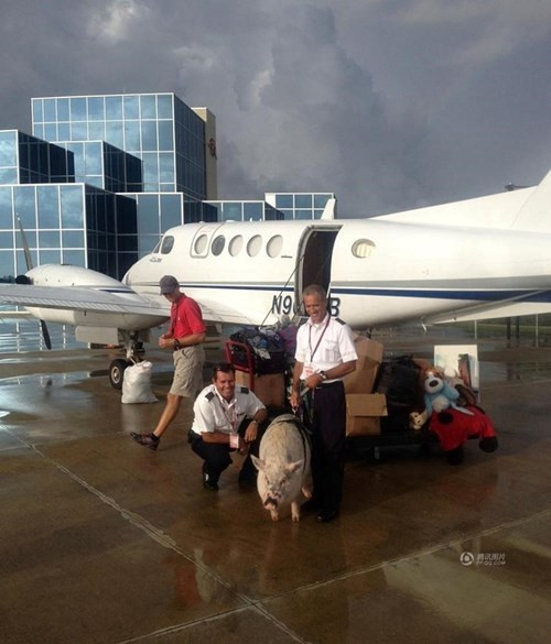 Và không ngần ngại bỏ ra 150 triệu đồng để thuê phi cơ riêng cho Ziggy.